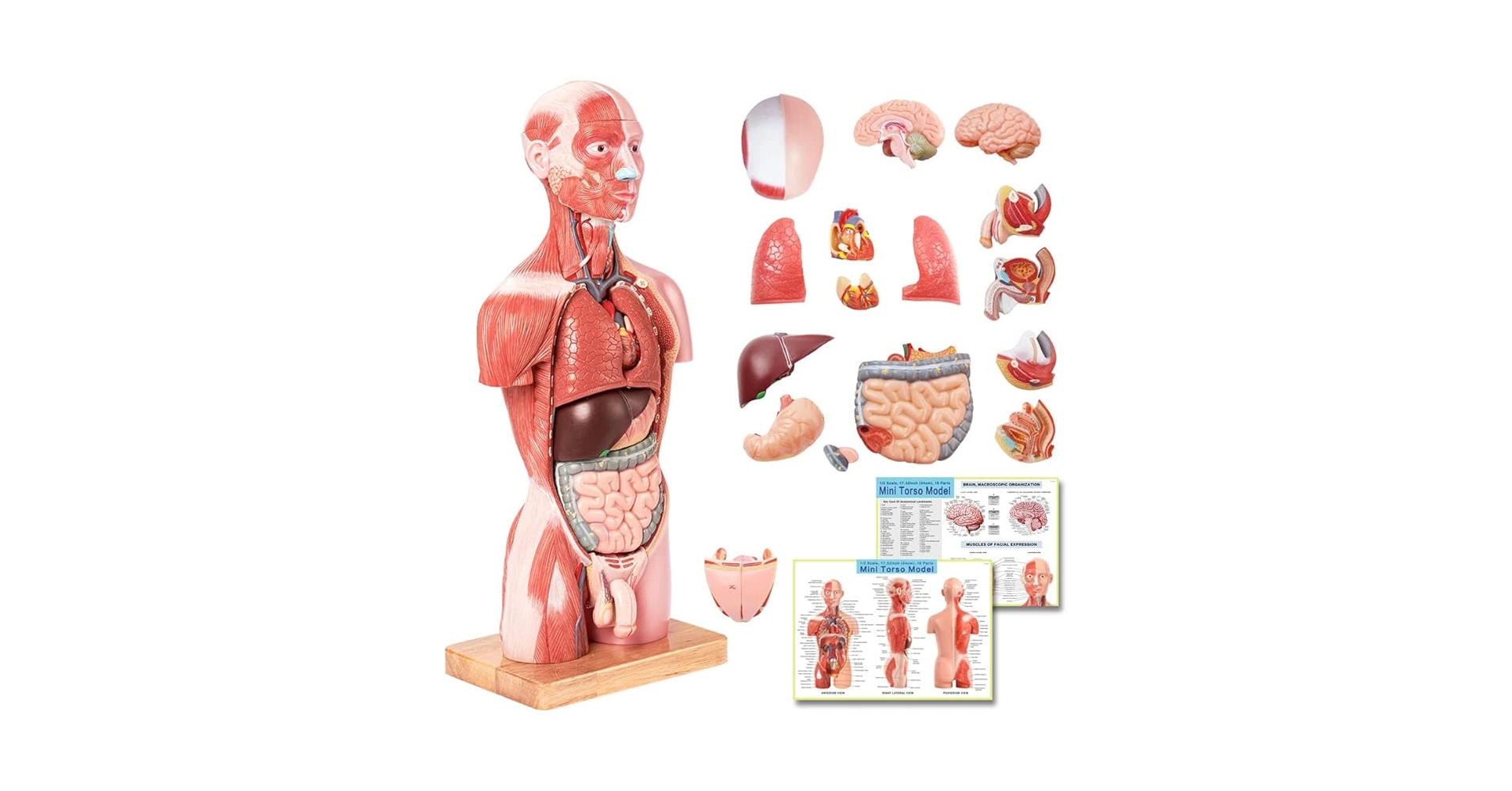 Amazon.co.jp: EVOTECH SCIENTIFIC 人体筋肉模型 豪華版 17パーツ分解